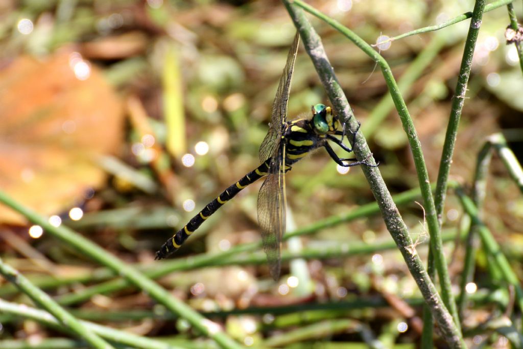 Pu� essere Cordulegaster boltonii?